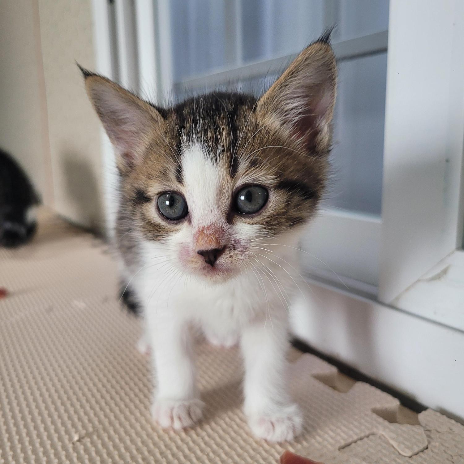 보호중 한국 고양이…